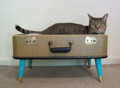 Do-it-yourself items for cats (cat, not kennel)