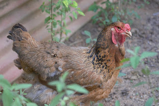 Brahma mix hen