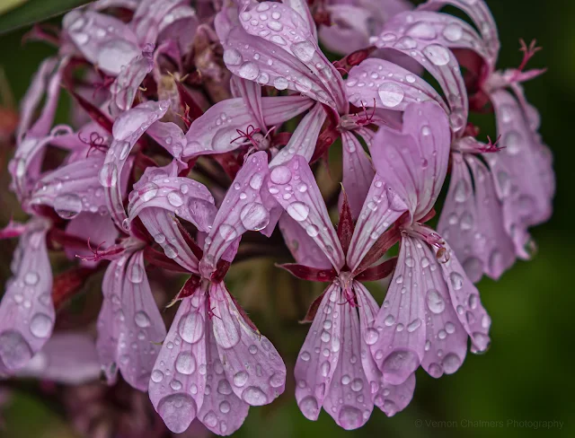 Flowers after the Rain at Kirstenbosch Copyright Vernon Chalmers Photography