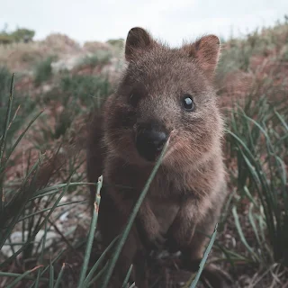 Quokka Selfies” – Meet the World's happiest ... Around 10,000 Quokkas live on Rottnest Island today.   The quokka is a marsupial. Ben185/iStock via Getty Images.