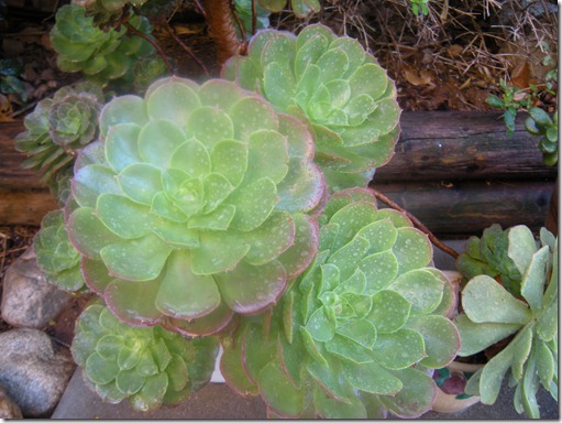 DSCN3318