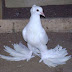 Demkeş Pigeon