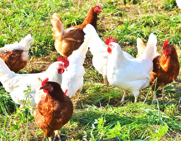 chickens, chicken breeds, various types of chicken breeds, identifying chicken breeds, how to identify chicken breeds, how to identify chickens, how to determine chicken gender