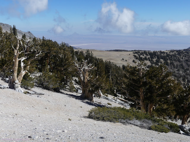 076: trees on the slope