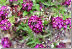 purple flowers