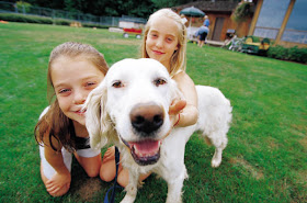 pets dog animal picture