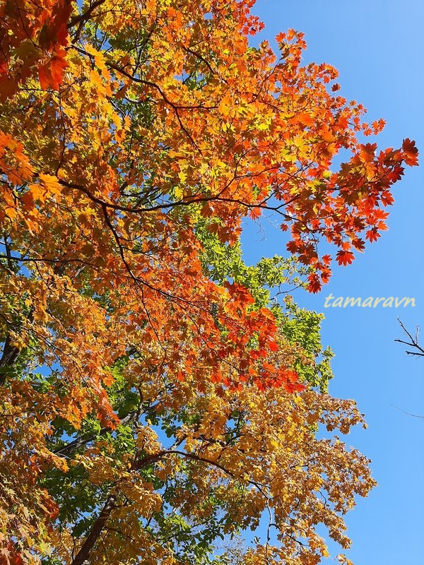 Клён ложнозибольдов (Acer pseudosieboldianum)