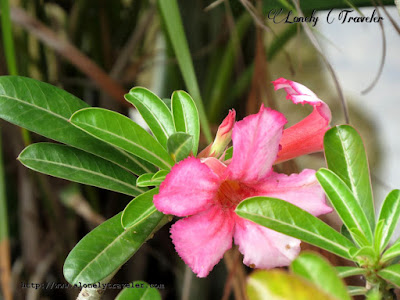 Adenium obesum, desert rose