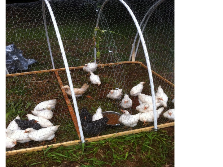 Tallah Farms: Make a easy chicken tractor