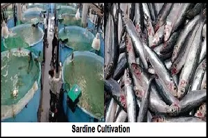 Sardine Cultivation