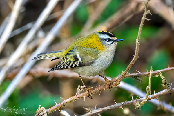 Firecrest