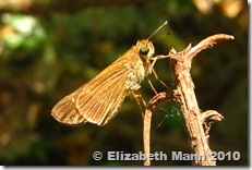 skipper 2