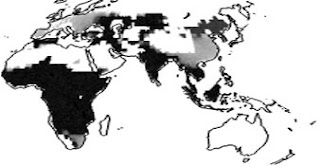 homo erectus dispersal