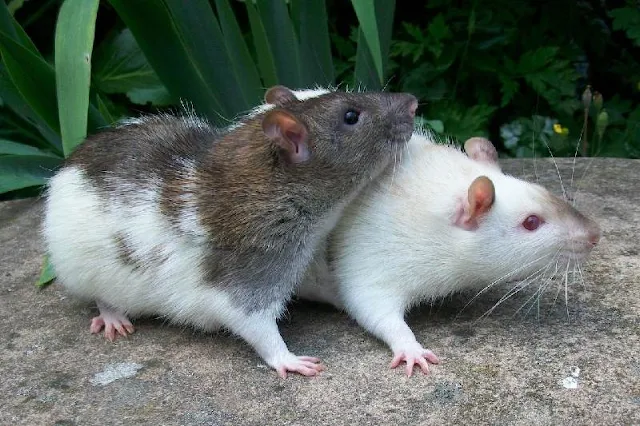 Ratas poseen sentido del ritmo como los humanos