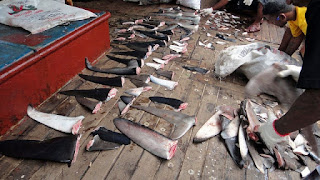 dried shark fins, shark finning