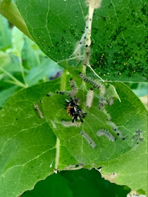 several instars of milkweed tussock moth caterpillars