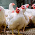 Anuncian la libra de pollo a RD$35.00 en granja, por subsidio de RD$900 millones del Gobierno para atender la súper producción.