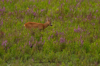 Wildlifefotografie Lippeaue Rehwild Brunft Blattzeit Olaf Kerber