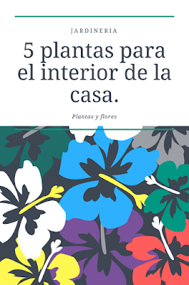 Plantas para el interior 