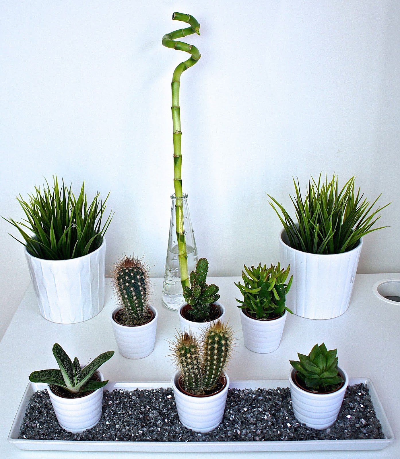 plant, cacti, cactus, bamboo, vase, lifestyle, homeware, greenery, home