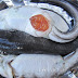 Trúng cá ngát nấu cơm mẻ - món ngon hiếm có đất chín rồng