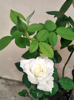 "White rose @ simplymarrimye.com"