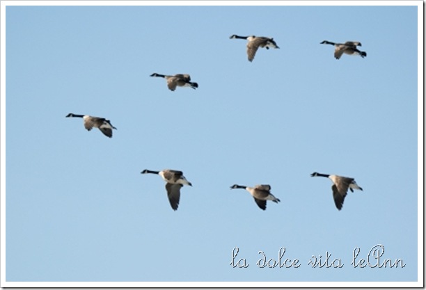 Canada_geese