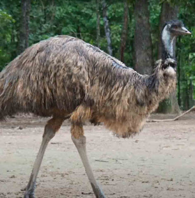 Emu Bird