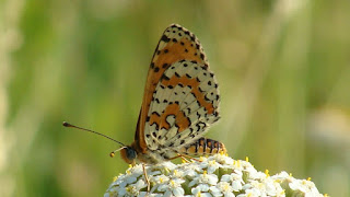 Melitaea trivia DSC59371