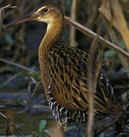 King Rail – Clarence Cannon NWR, MO – Feb. 2004 – photo by Jim Rathert, US Fish and Wildlife Service