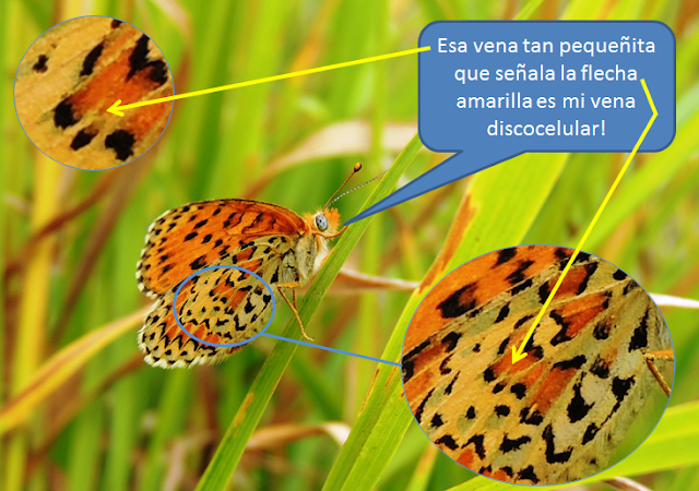 Vena discocelular de Melitaea trivia