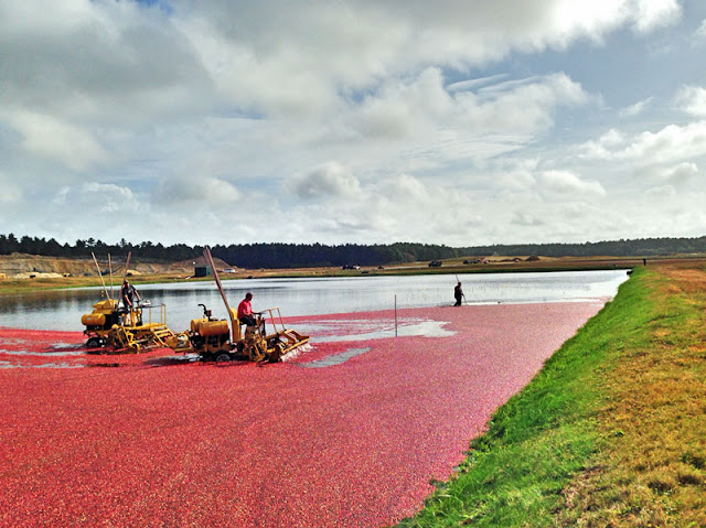 Cranberries harvested from a flooded bog go to make cranberry juice | Photo by J. LaBelle