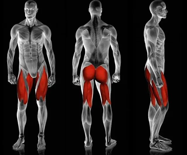 Affecting Muscles of Performing Pendulum Squat