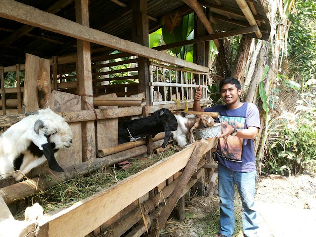 Panduan Cara Budidaya Kambing atau Domba Pedaging Cepat Gemuk