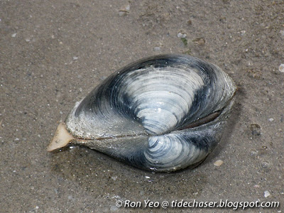 Alabaster Venus Clam (Pitar alabastrum)