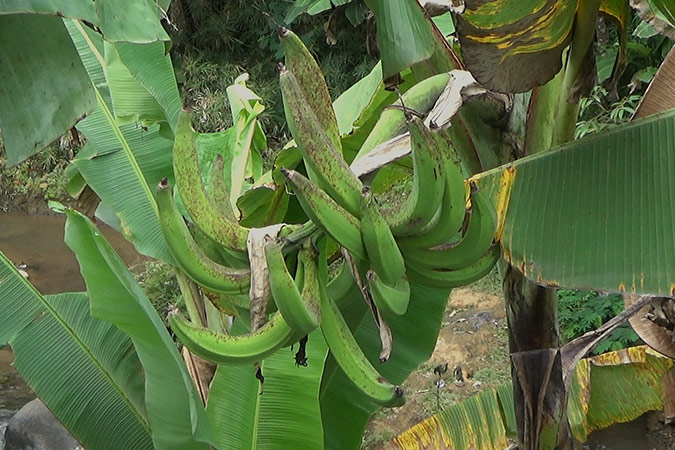 Dlium Plantain (Musa paradisiaca)