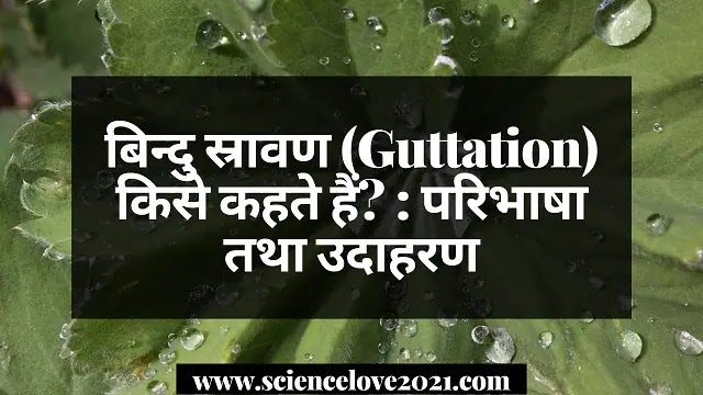 बिन्दु स्रावण (Guttation) किसे कहते हैं? : परिभाषा तथा उदाहरण|hindi