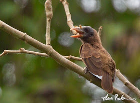 Bristle nosed Barbet