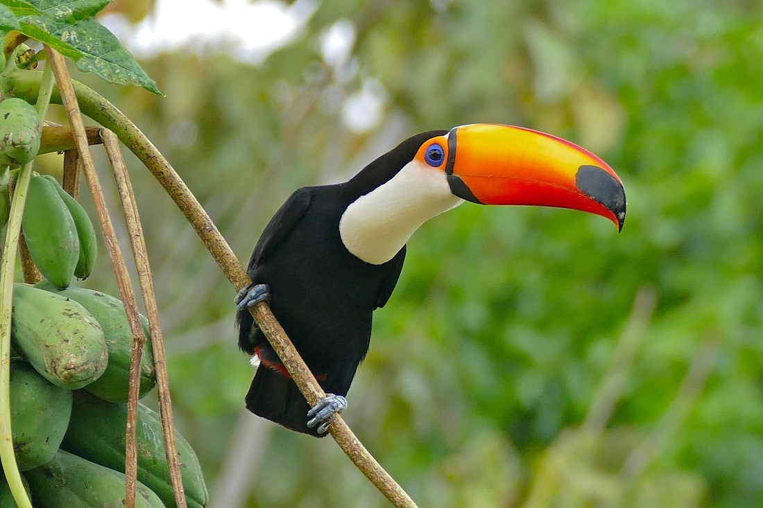 Toucan Toco - Les 7 oiseaux emblématiques du Brésil