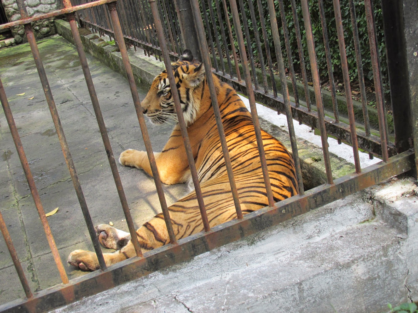 DIARY ALESHA Kebun Binatang Surabaya KBS