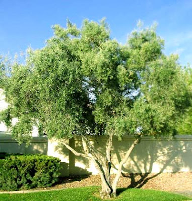 Olive Leaf Tree