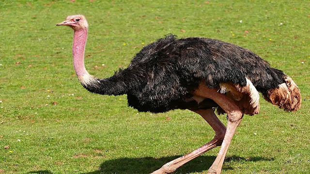 Ostrich