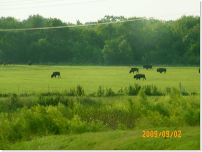 buffalo