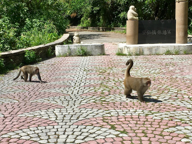 wild monkeys, donghe taitung, taiwan