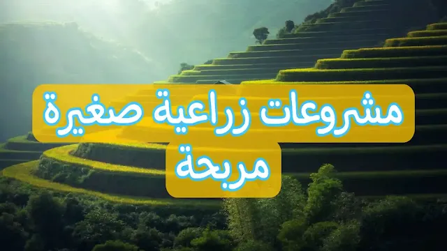 مشروعات زراعية صغيرة مربحة