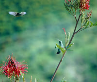 Hummingbirds With Flowers