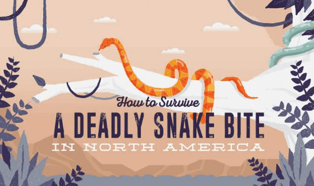 How To Survive a Deadly Snake Bite In North America