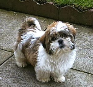 cachorros-pequenos-shih-tzu