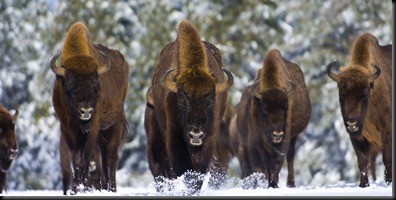 bison_bonassus