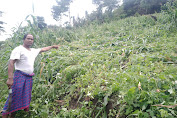 Hujan dan Angin Kencang, Tumbangkan Puluhan Hektar Lahan Jagung di Desa Kole 